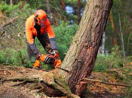 Best Tree and Shrub Care  in Oakes, ND