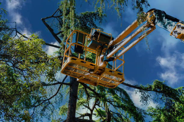 Why Choose Our Tree Removal Services in Oakes, ND?