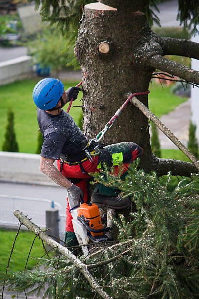 Best Storm Damage Tree Cleanup  in Oakes, ND